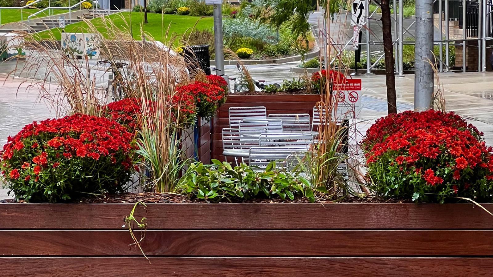 A festive fall planter with red flowers and tall wheat stalks.