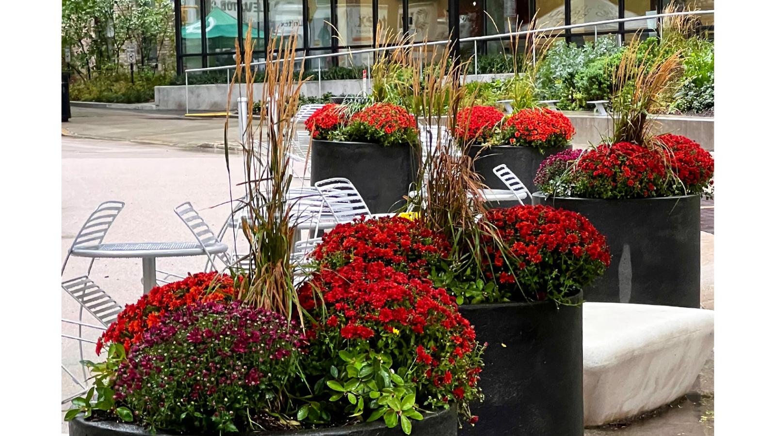 Several plaza planters with fall-colored flowers and plants
