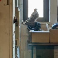 An image of a Peregrine Falcon that found its way into a mehanical and engineering room on the CUIMC campus. The beautiful bird was released back into the wild.
